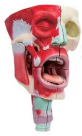 鼻、口、咽喉腔分解模型